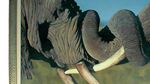 elephants